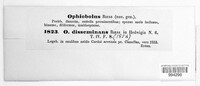Ophiobolus disseminans image